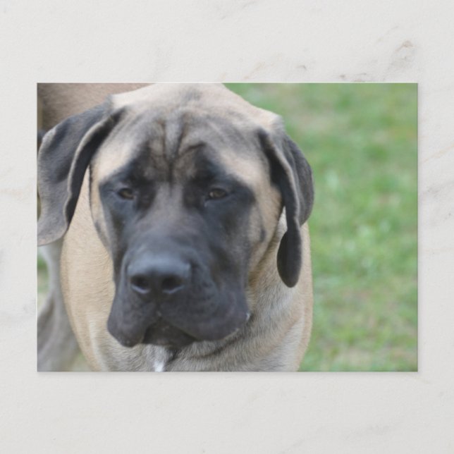 Carte Postale Personnaliser (Devant)