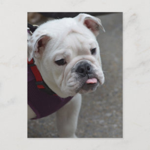 Carte Postale Personnaliser