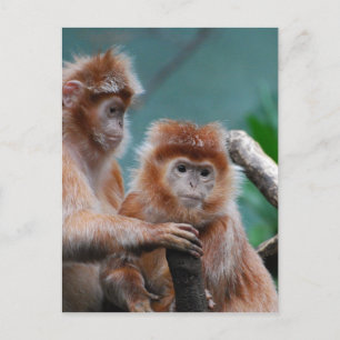 Carte Postale Personnaliser