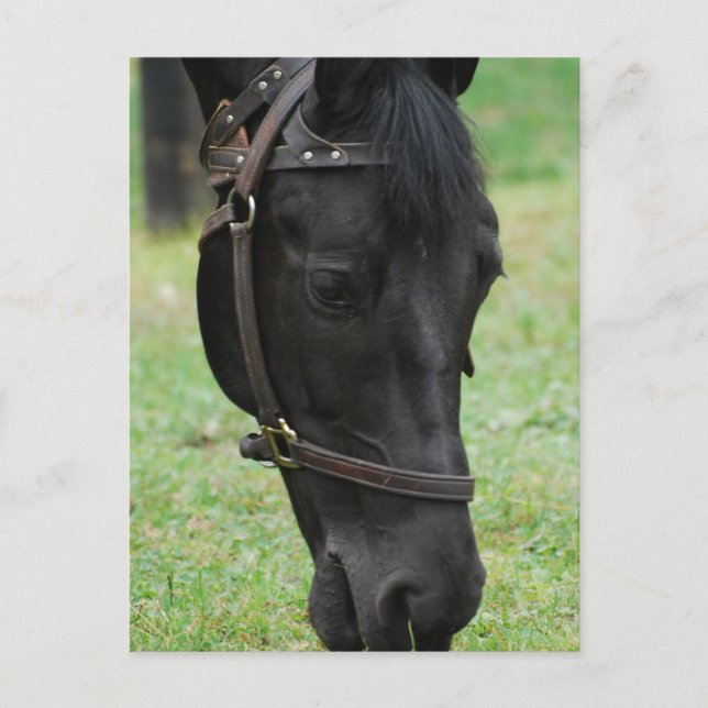 Carte Postale Personnaliser (Devant)