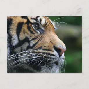 Carte Postale Personnaliser