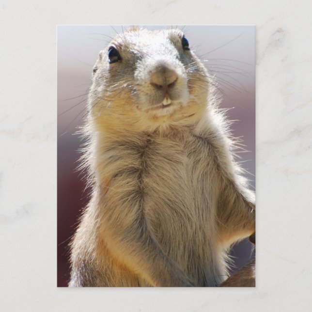 Carte Postale Personnaliser (Devant)