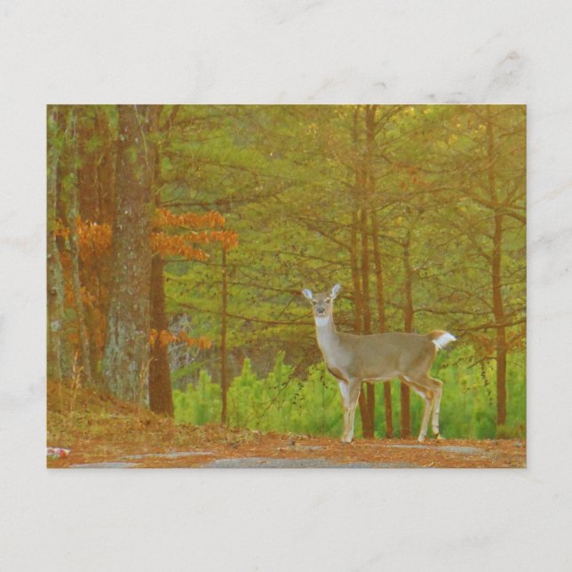 Carte Postale Personnaliser (Devant)