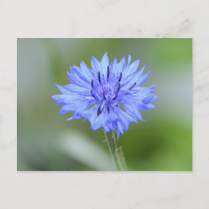 Carte Postale Personnaliser