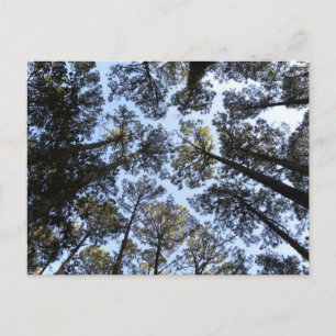 Carte postale perspective arbres