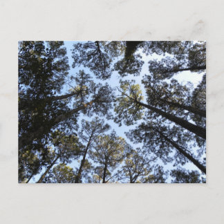 Carte postale perspective arbres