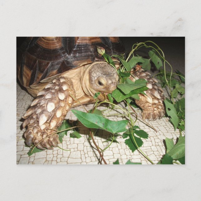 Carte Postale Pet Sulcata Tortoise Manger Bindweet et Mulberry (Devant)