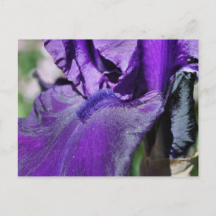 Carte Postale Pétale Fleur Iris Profond Violet Porté