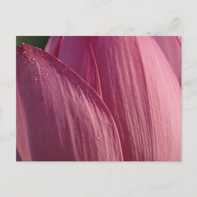 Carte Postale Pétales de fleurs de Lotus Pink Floral (Devant)