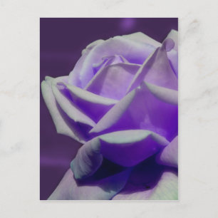 Carte Postale Pétales pourpres Rosebud Flower