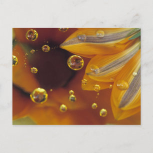 Carte Postale Pétales sur une surface réfléchissante en Mylar av