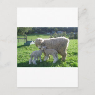 CARTE POSTALE PETIT AGNEAU