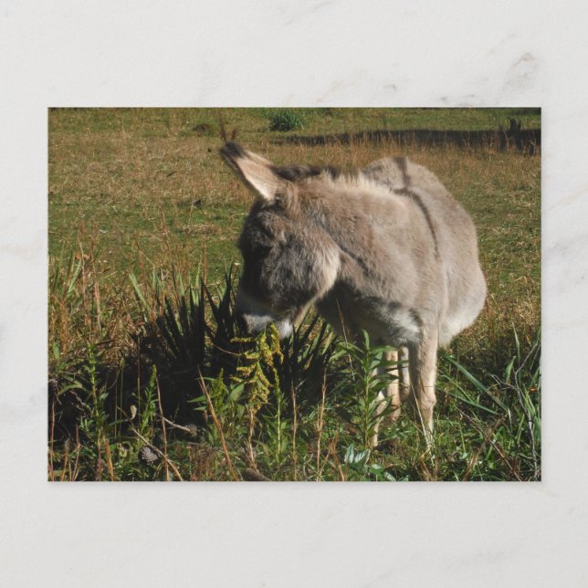 Carte Postale Petit âne gris avec fleur sauvage (Devant)