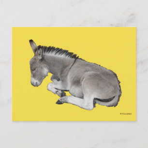 Carte Postale Petit Âne Gris Mignonne Bébé Foal Posé Vers Le Bas