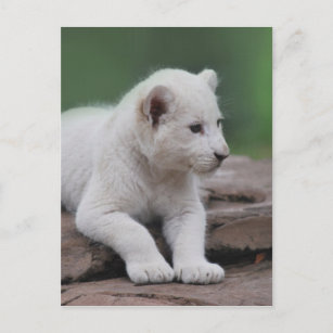 Cartes Postales Petit Animal Lion Originales Zazzle Ch