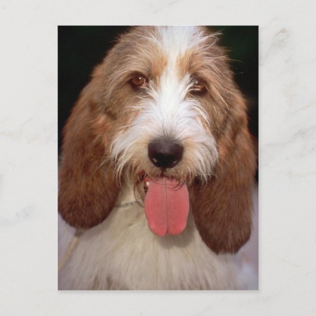Carte Postale Petit Basset Griffon de Vendeen (Devant)
