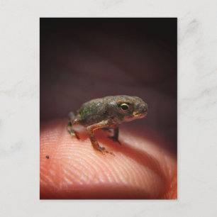 Carte Postale Petit Bébé mou crapaud / Tadpole