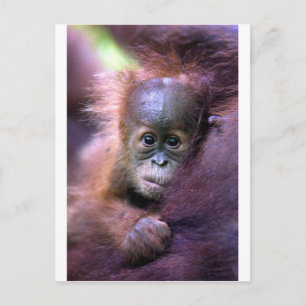 Carte Postale Petit bébé orangoutan à Sumatra