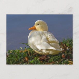 Carte Postale Petit canard blanc