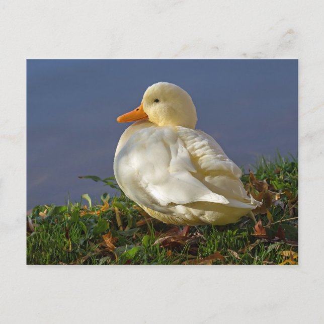 Carte Postale Petit canard blanc (Devant)