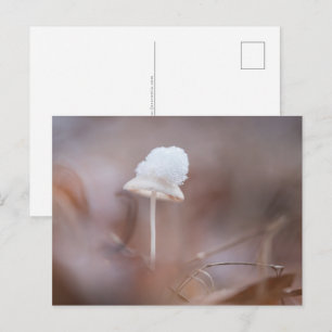 Carte Postale Petit champignon photo de nature
