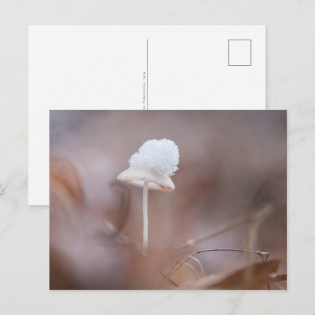 Carte Postale Petit champignon photo de nature (Devant / Derrière)