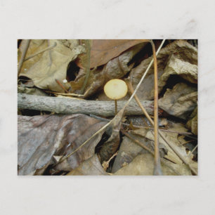 Carte postale Petit Champignons Jaunes