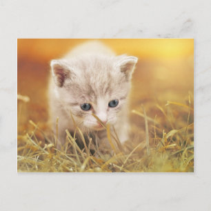 Carte Postale Petit chat doux