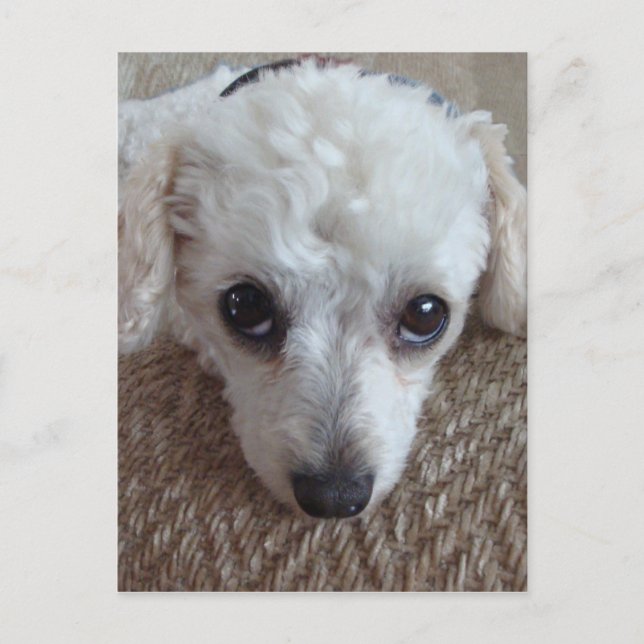 Carte Postale Petit chien caniche à thé blanc (Devant)