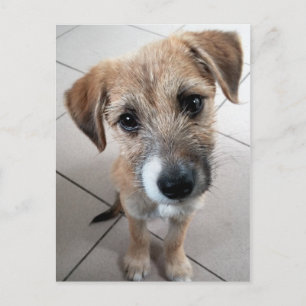 Carte Postale Petit chien triste mignon