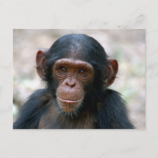 Carte Postale Petit chimpanzé