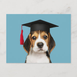 Carte Postale Petit chiot beagle dans une casquette de graduatio