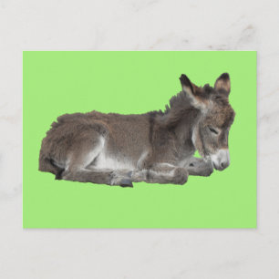 Carte Postale Petit Chocolat doux Foal âne Dotation sur vert