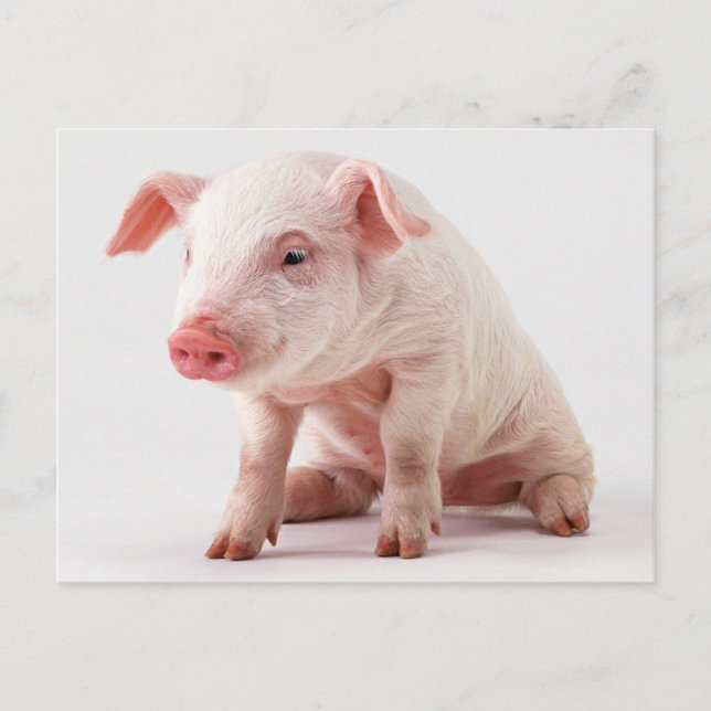 Carte Postale Petit cochon (Devant)