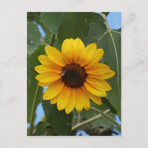 Carte Postale Petit déjeuner pour une Bee! !
