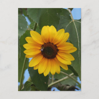 Carte Postale Petit déjeuner pour une Bee! !