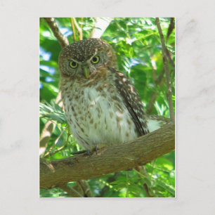 Carte Postale Petit-duc cubain