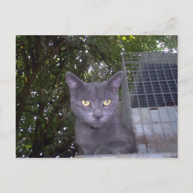 Carte Postale Petit garçon bleu (Devant)