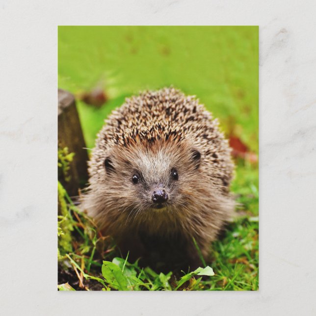 Carte Postale Petit Hérisson mignon dans la forêt (Devant)