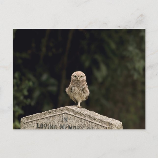 Carte Postale Petit hibou dans un cimetière (Devant)