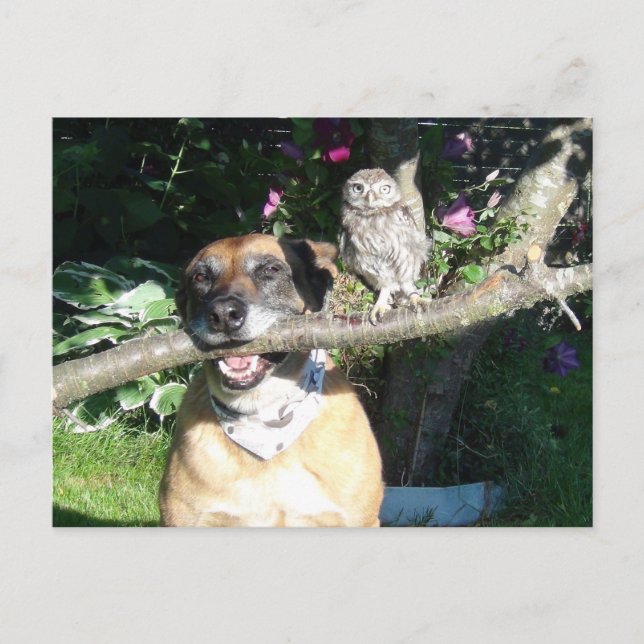 Carte Postale Petit hibou et gros chien (Devant)