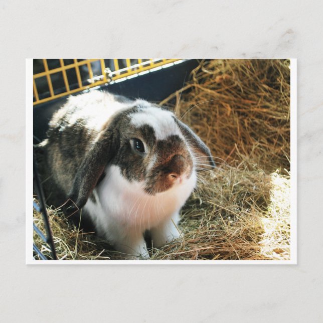 Carte Postale Petit lapin pour animal de compagnie (Devant)