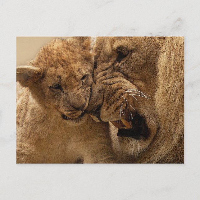 Carte Postale Petit lion avec papa (Devant)