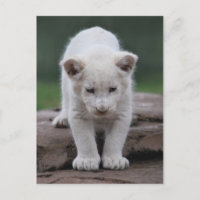 Petit lion blanc