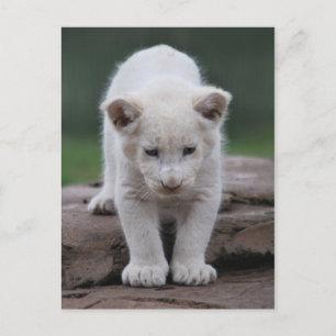 Carte Postale Petit lion blanc
