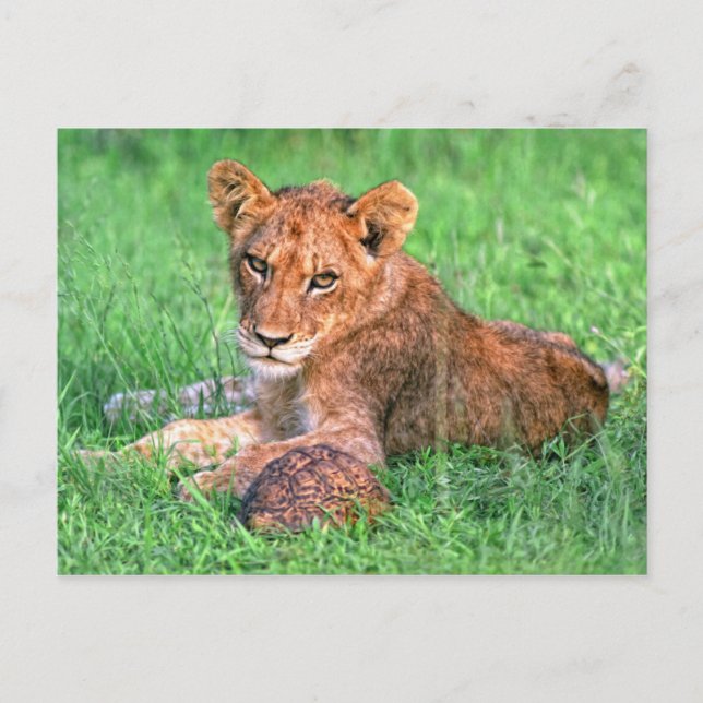 Carte Postale Petit lion et tortue (Devant)