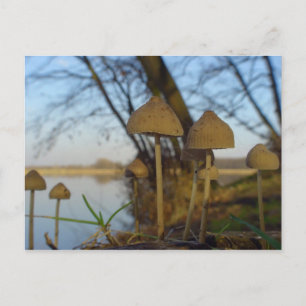 Carte Postale Petit monde - champignons près du lac