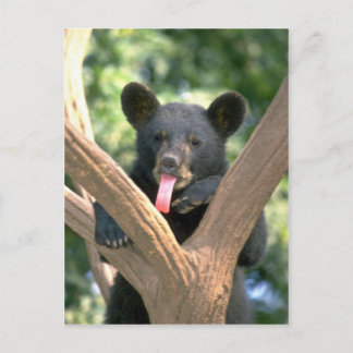 Carte Postale Petit ours d'ours noir