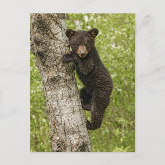 Carte Postale Petit Ours noir dans l'arbre (Devant)