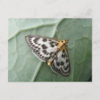 Carte postale Petit papillon
